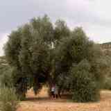Click para ampliar. Olivo de Fuentebuena (Jaén)